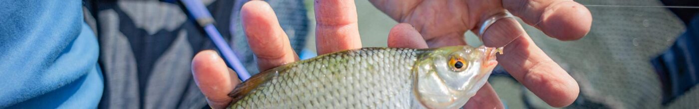 Nantes peche du gardon à la grande canne - Machecoul Pêcheur du Pays de Retz