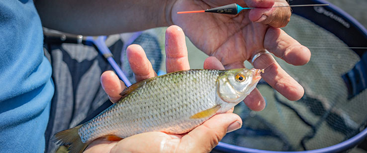Pêche du gardon à la grande canne - Loire atlantique 44270