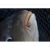 Hookable Bait Bands Preston élastiques à pellet pour montage au cheveu